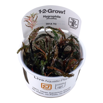 Hygrophila pinnatifida - Fiederspaltiger Wasserfreund 1-2-Grow!